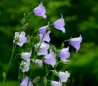 Glockenblume Beetpflanze hellblau-lila Bayern - Regensburg Vorschau