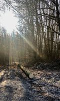 Suche Wald zum Kauf o.Pacht/Käfer-/sturmholzaufarbeitung Baden-Württemberg - Horb am Neckar Vorschau