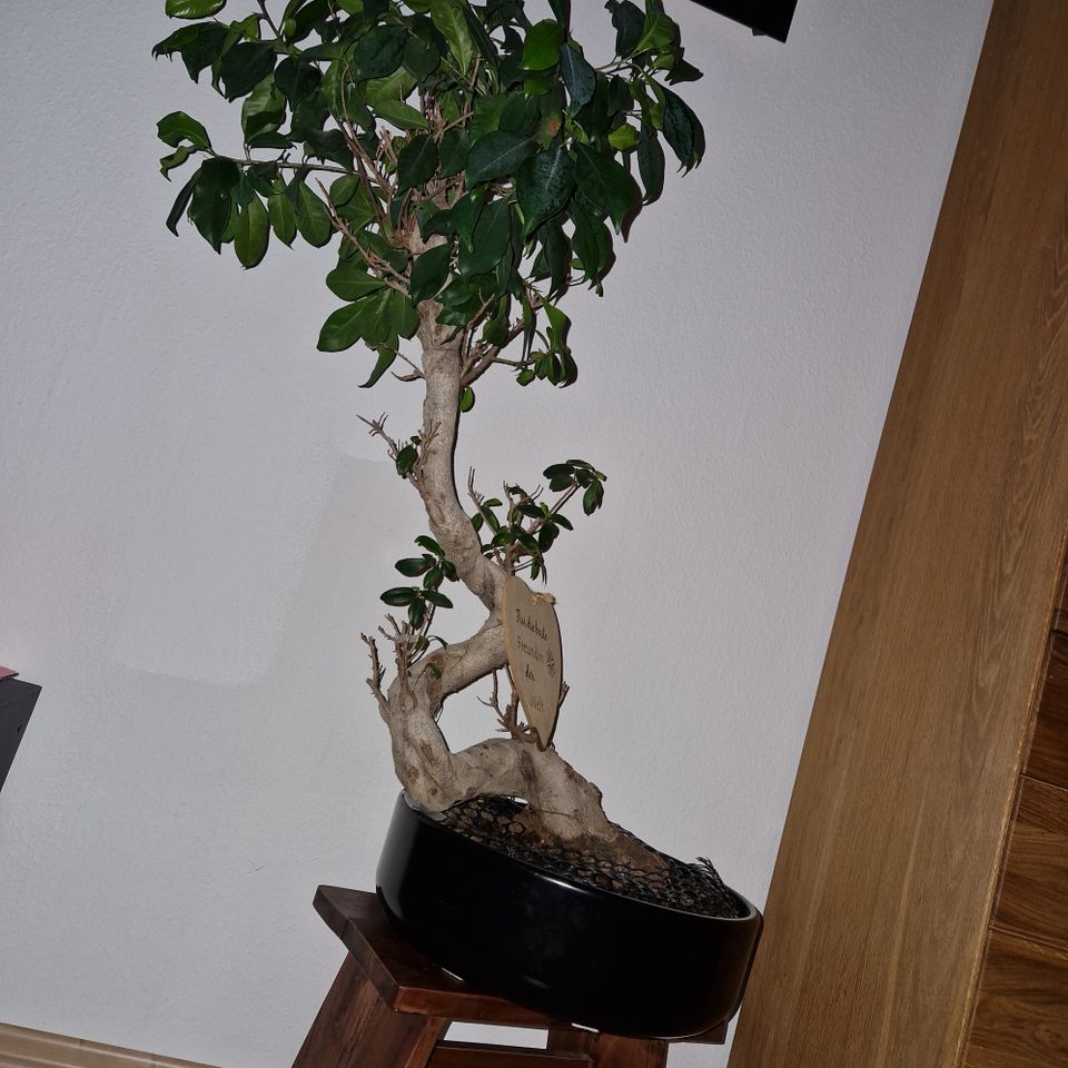 Bonsai chines. Feige-Ficus 95 cm ca. 22 Jahre alt TOP gepflegt in Neunkirchen