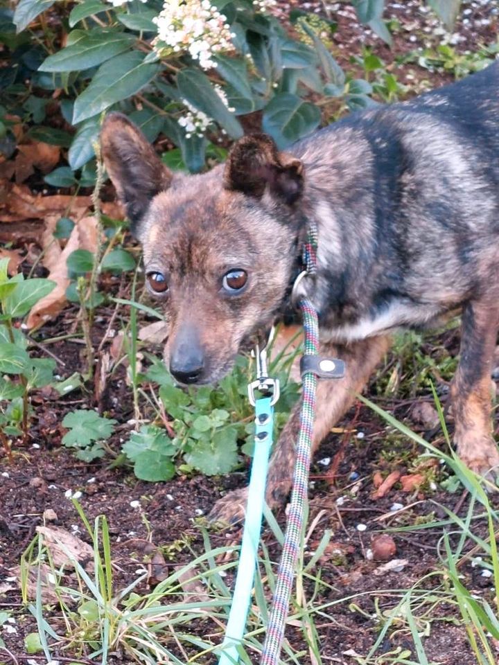 Amiga Mischling Tierschutz Hund Hündin in Langen (Hessen)