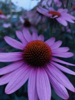 Echinacea kleine Pflanzen Nordrhein-Westfalen - Hamm Vorschau