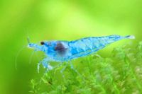 Blue Jelly Zwerggarnele - Neocaridina Niedersachsen - Cramme Vorschau