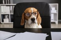 Call Center Agent m/w/d Mitnahme Hund mgl ab 15,50 EUR VZ TZ Nürnberg (Mittelfr) - Aussenstadt-Sued Vorschau