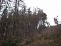 wald in allen größen Bayern - Presseck Vorschau