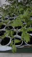 Tomatenpflanzen aus samenfesten Bio Saatgut Bayern - Augsburg Vorschau