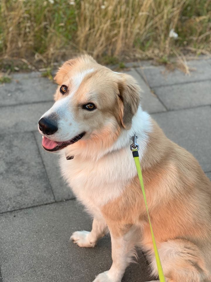 Buddy sucht ein liebevolles neues Zuhause in Hamburg