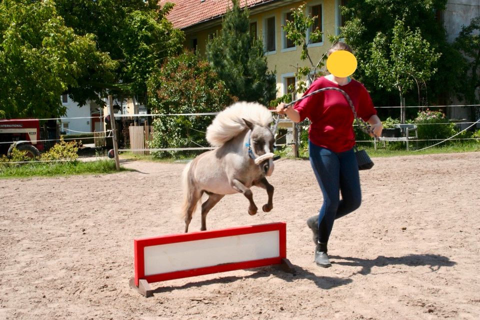 Amerikanische Miniaturpferde - Verkauf!! in Schwörstadt