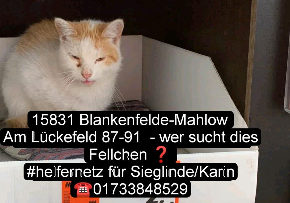 Katze Kater gefunden in Mahlow in Blankenfelde-Mahlow
