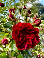 Rose Crimson Siluetta Hochstamm ca. 200 cm hoch, öfter blühend Niedersachsen - Oldenburg Vorschau