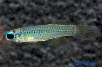 Aplocheilichthys normani / Normans Leuchtaugenfisch Nordrhein-Westfalen - Löhne Vorschau