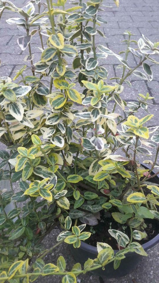 Euonymus Kriechspindel 30cm in Simmerath