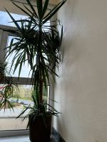 Yucca Palme Nordrhein-Westfalen - Velbert Vorschau