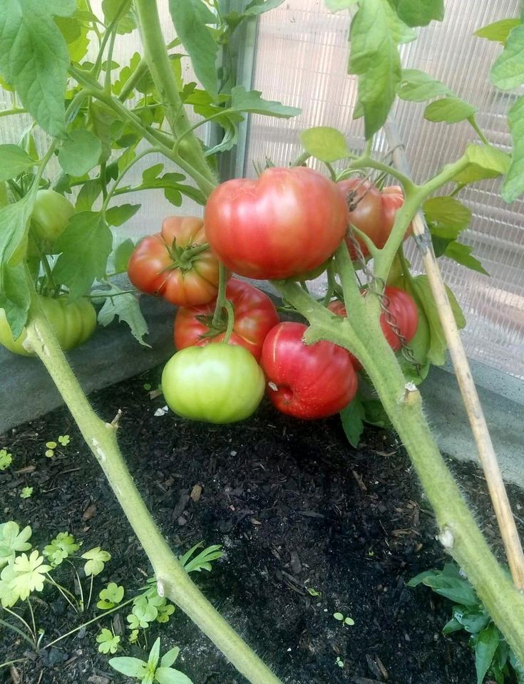 Tomatenpflanzen , Paprika, Chili (samenfeste alte Sorten) in Harpstedt