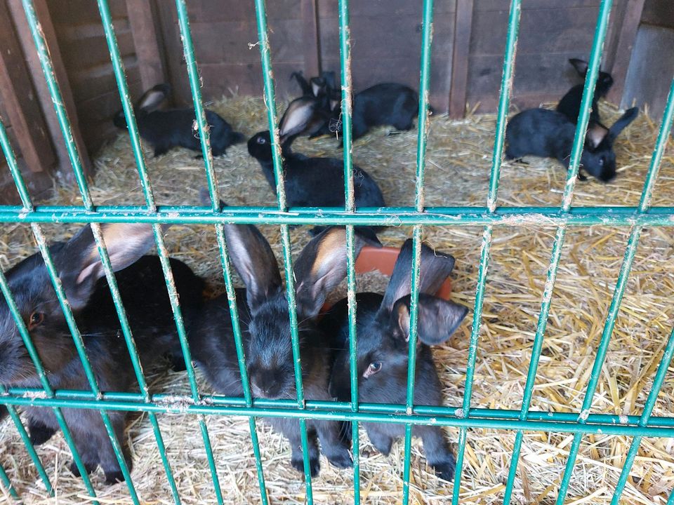 Schwarze Riesenschecken in Kirchhundem