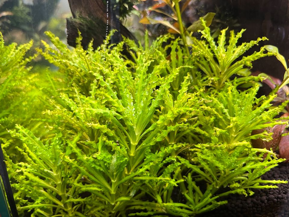 Aquarium Pflanze - Pogostemon Helferi in Kerpen