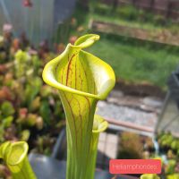 Sarracenia flava var. ornata 'Heliamphorides', Karnivore Saarland - Sulzbach (Saar) Vorschau