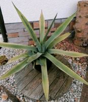 Agave/Topfpflanze/Terrassenpflanze/Garten/Pflanze Sachsen - Marienberg Vorschau