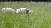 Shropshire Schafe Lämmer Bocklämmer (keine weiblichen Lämmer) Baden-Württemberg - Waibstadt Vorschau