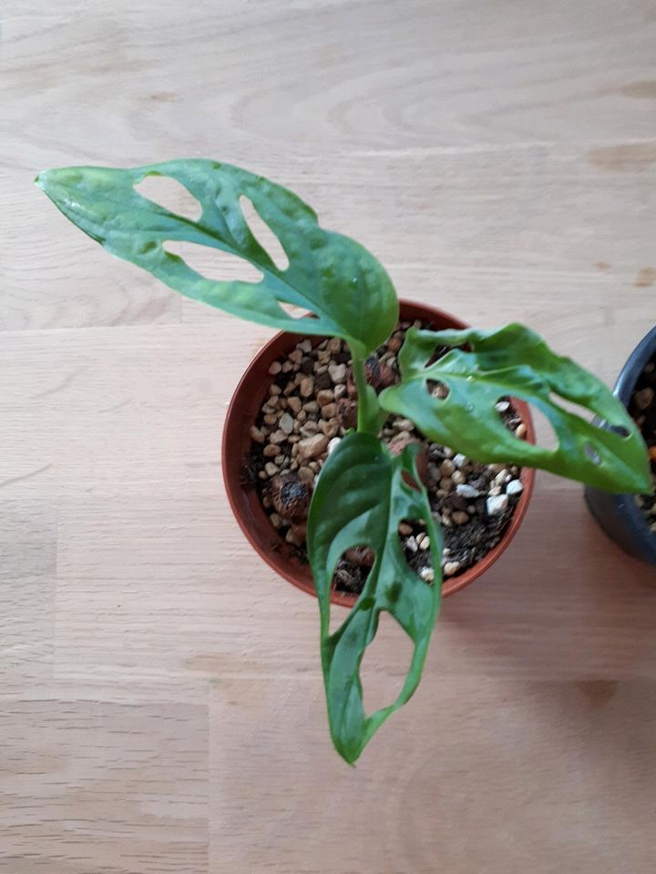 Monstera adansonii variegata (evtl. vergrünt) in Asbach-Bäumenheim