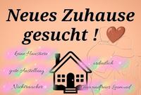 Wir suchen ein neues Zuhause Niedersachsen - Gleichen Vorschau