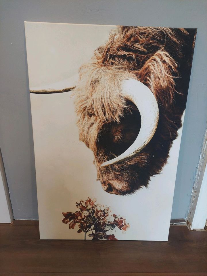 Leinwandbild, Highland Cow, 60x90 in Helmstedt