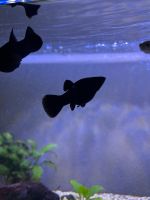 Black Molly Fisch schwarz abzugeben Hessen - Rauschenberg Vorschau