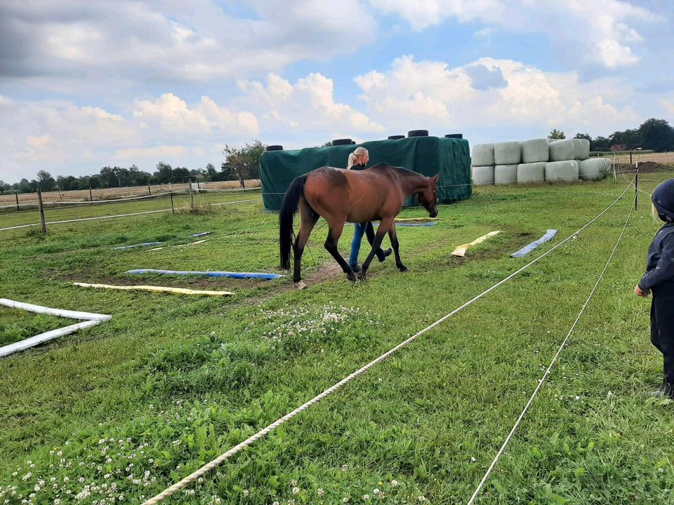 Kurse Equikinetic und Dualaktivierung in Martfeld