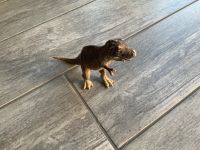 Schleich Dinosaurier Tyannosarus Niedersachsen - Nienhagen Vorschau