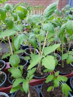 Tomatenpflanzen suchen ein neues Zuhause Niedersachsen - Oldenburg Vorschau
