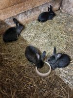 Stallhasen Kaninchen Hessen - Homberg Vorschau