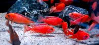 Malawi Barsche Fische Aulonocara Firefish Seifert Nachzuchten Hessen - Dreieich Vorschau