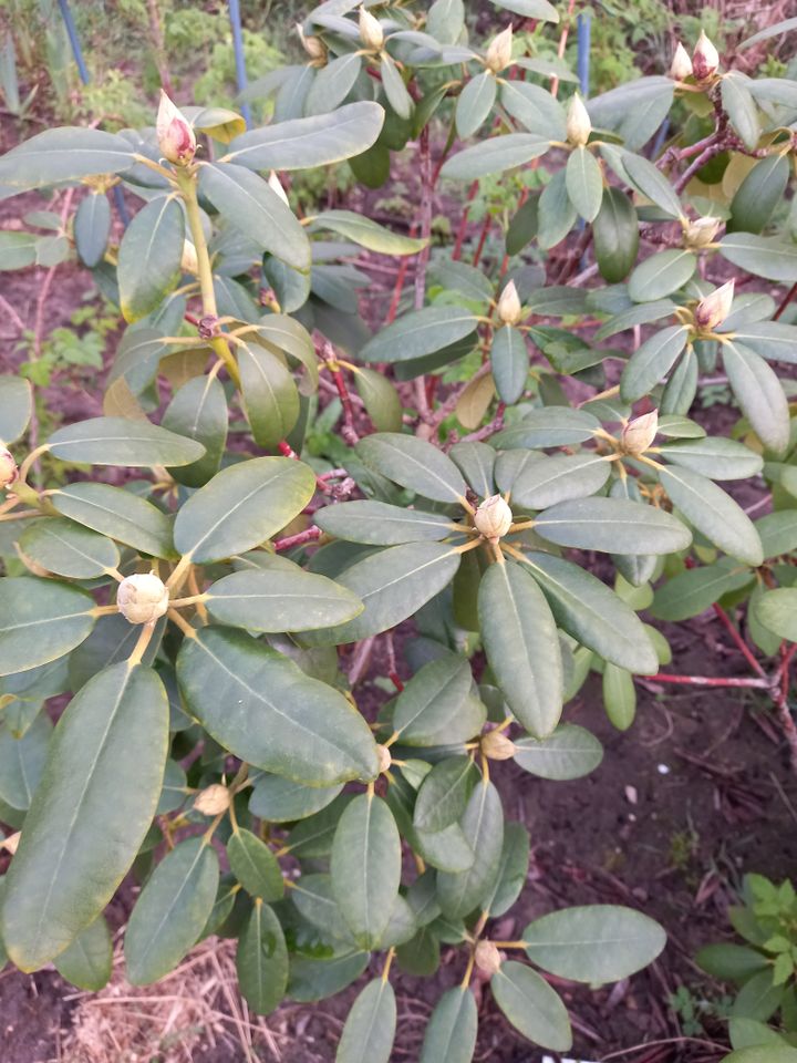 Großblümige Rhododendron dunkel violett als Bäumchen gezogen in Berlin