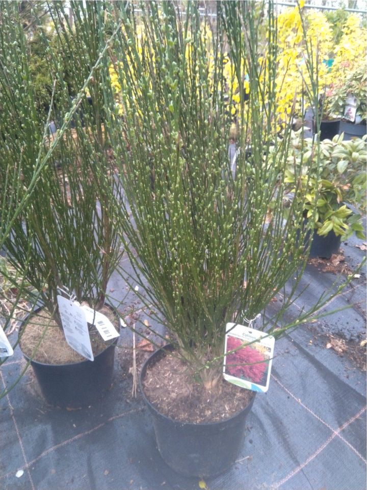 Edelginster Boskoop Ruby / Cytisus Boskoop Ruby / Höhe 80cm in Bocholt