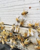 Bienenvolk Zander Nordrhein-Westfalen - Grevenbroich Vorschau