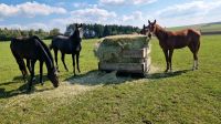 Pferde Box Jungpferde Aufzucht Fohlen Hengste Stuten Baden-Württemberg - Riesbürg Vorschau