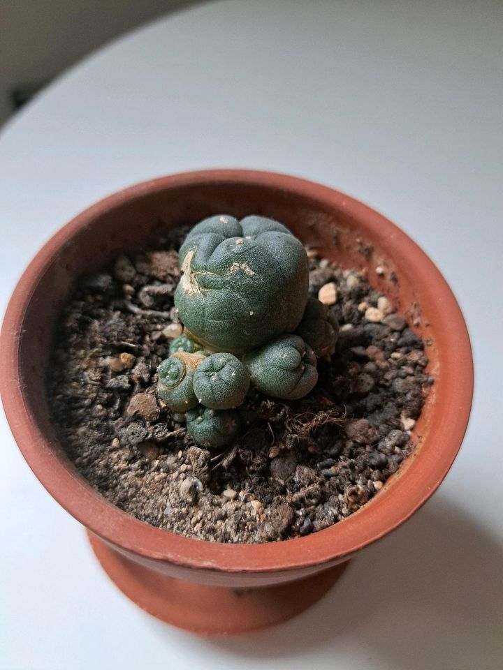 Peyote Pflanze Kaktus Lophophora Williamsii in Bibertal