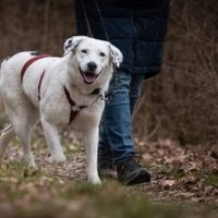 Lilly Oreo sucht ihr Zuhause für immer <3 Baden-Württemberg - Leonberg Vorschau