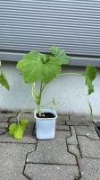 Zucchini Pflanzen Bio nur 1 St. noch Hessen - Heusenstamm Vorschau