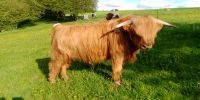 Highland Cattle Bullen  1 und 2 Jährig Hessen - Philippsthal (Werra) Vorschau