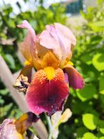 ❣️ Mittelhohe Schwertlilie Iris 80 cm rot rosa gelb Pflanze Staud Niedersachsen - Soltau Vorschau