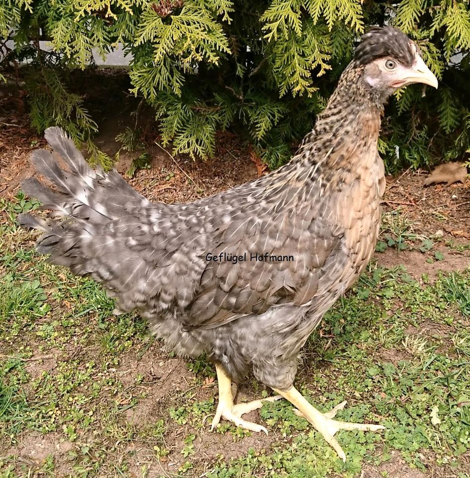 Geflügelverkauf Hühner, Enten, Gänse, Wachteln, u.v.m. in Stockheim Oberfr