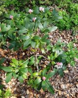 Rhododendron Sachsen - Hohenstein-Ernstthal Vorschau