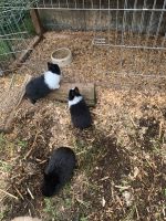 Kaninchen babys Niedersachsen - Munster Vorschau