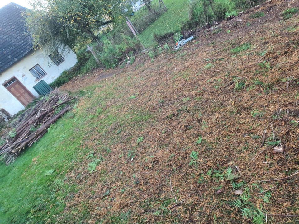 Baumfällung, Stumpf/Hecke/Baum fällen / entfernen, Heckenschnitt in Bruckberg bei Landshut