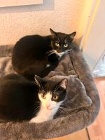 2 Katzen  suchen ein wunderschönes Zuhause Bremen - Hemelingen Vorschau