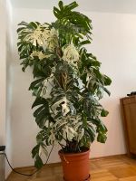 Monstera Deliciosa Variegata Ableger Bayern - Buchdorf Vorschau