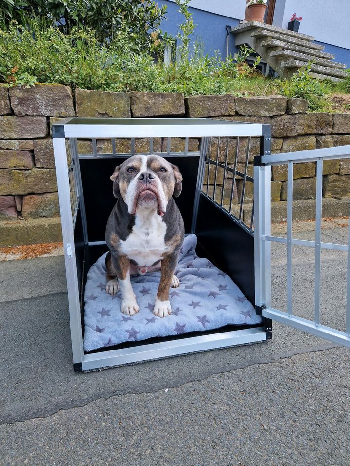 Alu Hundetransportbox / Autobox in Habichtswald