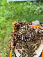 ✅Bienenkönigin begattet, Carnica sofort Verfügbar. Nordrhein-Westfalen - Siegburg Vorschau