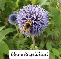 Kugeldistel Blau Thüringen - Erfurt Vorschau