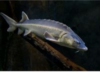 Stör waxdick störe 80-90cm besatzfische teichfische Nordrhein-Westfalen - Siegen Vorschau